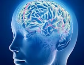 The Brain and Space Online Course by University of Pennsylvania